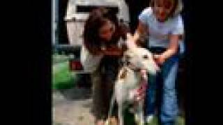 18 Galgo Rescue ITALY - 7 Giugno 2008