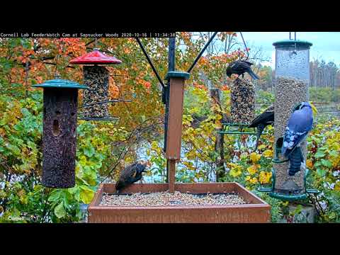 Busy Birds On Dreary Day At Cornell Feeders – October 16, 2020