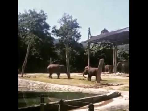 Pigmei Elephants fight