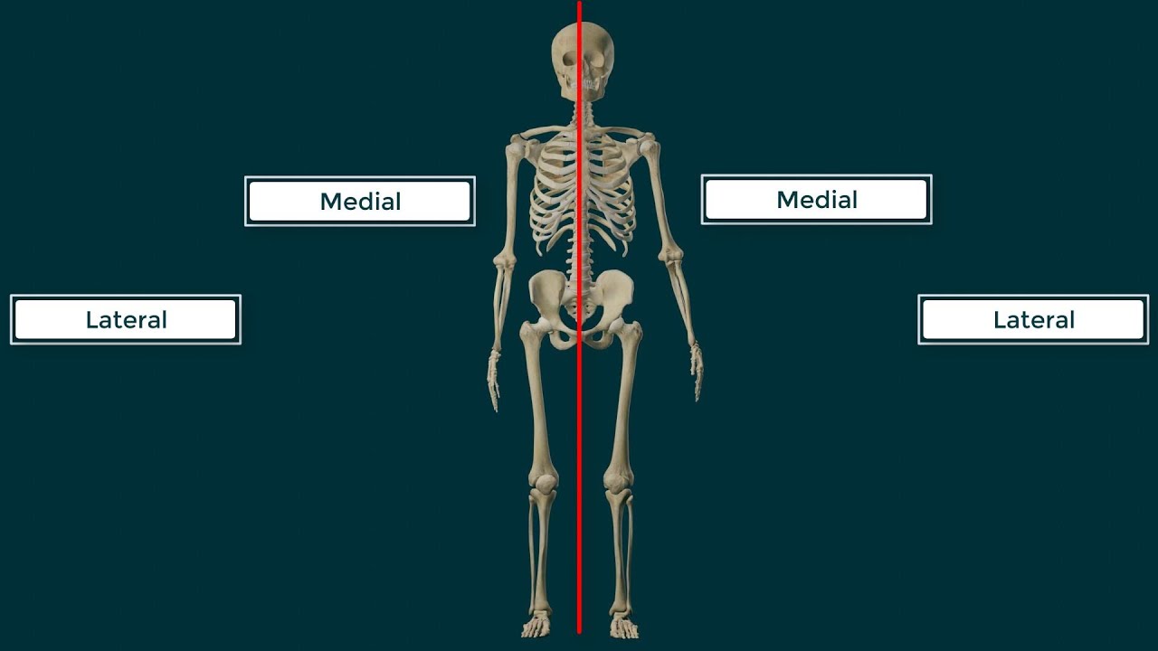 Términos Direccionales en Anatomía