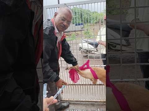 Give 💉intramuscular injection in 👹aggressive dog 🐕#viral #ytshorts #youtubeshorts #dog #vet #animals
