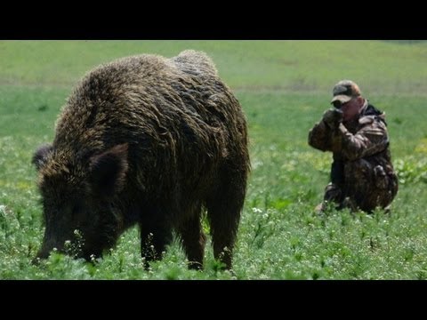 Hunting Giant Wild Boar in Hungary