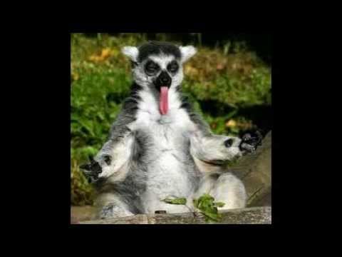 Lustige Tiere (Witze)