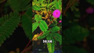 Download lagu Tanaman putri malu #PutriMaluUnik #TanamanSensitif #satisfying #fruit #ManfaatHerbal mp3 Download lagu Tanaman putri malu #PutriMaluUnik #TanamanSensitif #satisfying #fruit #ManfaatHerbal mp3