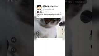 Coloquei uma câmera para vigiar o gato durante o dia. O gato: