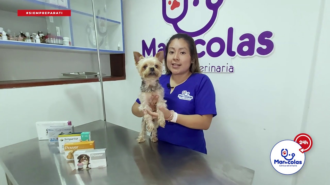 Mi perro tiene Pulgas y Garrapatas: ¿Qué hago