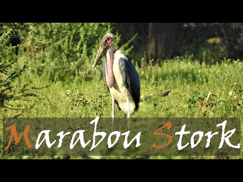 Bocian marabu (Leptoptilos crumenifer) — Marabou Stork v Krugerovom NP, Afrika