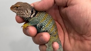 BRAVO - our Mountain Boomer (COLLARED LIZARD)