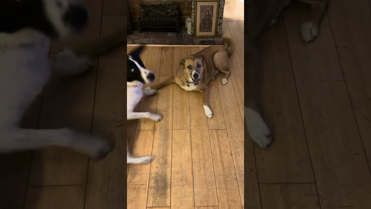 Judy Jude, a ADOPTABLE mixed breed in New York, NY video 6/6