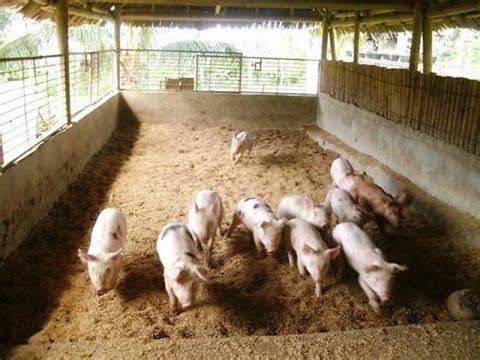 , title : 'How To Make No Smell PIG HOUSE USING IMO -Dr. ISA LUIGARE'