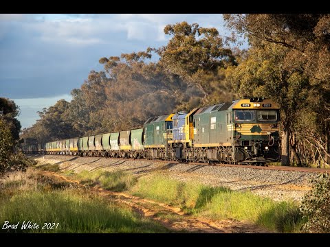 SSR's 9087 wagon transfer & Pacific National 7934V loaded Dunolly Grain- 25/9/21