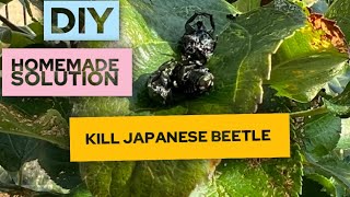 DIY very simple solution to kill JAPANESE BEETLE - how to control or get rid