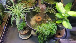 Outdoor Guppy Pond Moves Indoors