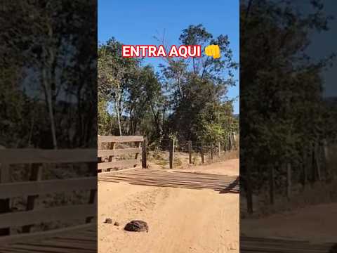 COMO CHEGAR NA LAGOA DO JAPONÊS #dicas #brasil #lagoa #shortvideo #shorts