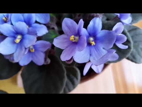 African Violets (Saintpaulia ionantha)