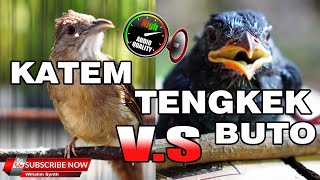 Download lagu 🔴 MASTERAN KOMBINASI KAPAS TEMBAK VS TENGKEK BUTO JERNIH JEDA NATURAL COCOK UNTUK SEMUA JENIS BURUNG mp3