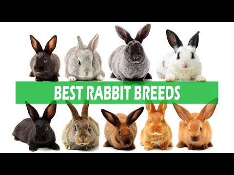 Best Rabbit Breeds - Soviet Chinchilla, Flemish Giant, Satin, Californian, Rex, Himalayan, Angora