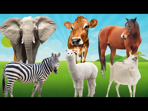 Herbivores - Zebra, Horse, elephant, cow, horse, goat, giraffe, Chickens - Animal sounds - Part 1