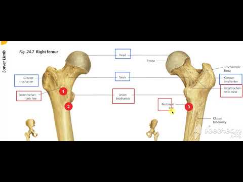 Vastus medialis muscle 2