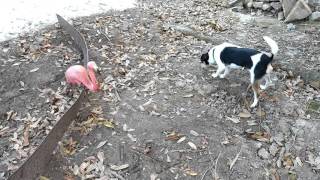 Lucy barking at the pink flamingo