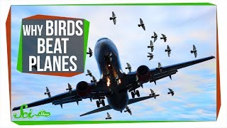 Why Don't Birds Have Vertical Tails Like Airplanes?