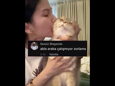Aşırı Sevgi Gösterisinden Bunalmış Kedi