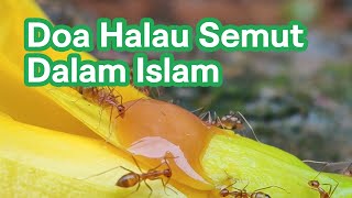 Download lagu Doa Halau Semut Dalam Islam Nabi Sulaiman... mp3