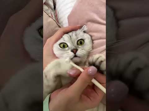 How to brush your cat's teeth ASMR