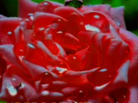 Ca stropii de roua ce uda campu-nverzit - video