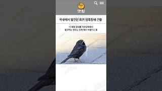 Download lagu 국내에서 발견됐다는 초희귀 암흑참새 mp3