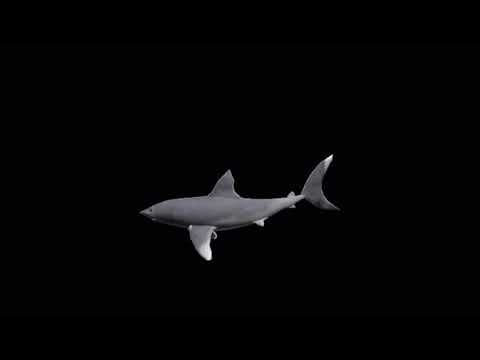 spinning shark with funky town low quality