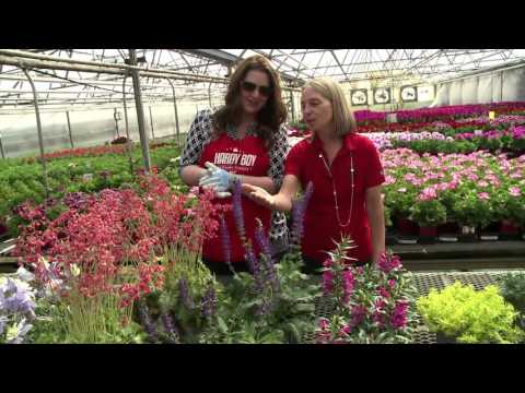 YouTube video about: When to plant hydrangeas in colorado?