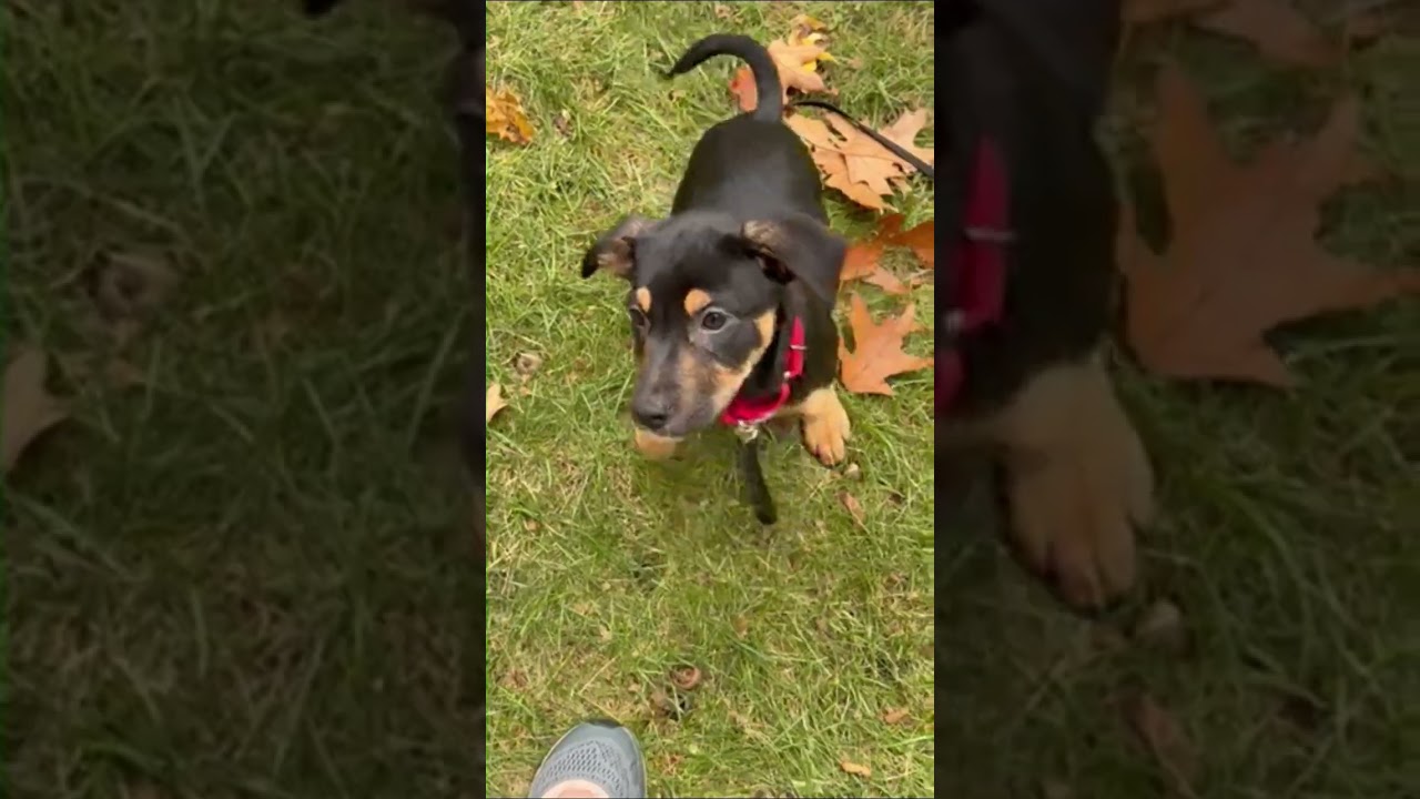 Enlarge Athena Greek - Local pup, a Adoptable mixed breed in Andover, MA video 5/5