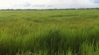 preview picture of video 'Rice Fields Pre 2013 Harvest'