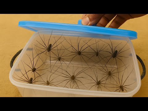 😱 Too Many Spiders to Count! Ultimate Catching Mission 🕷️