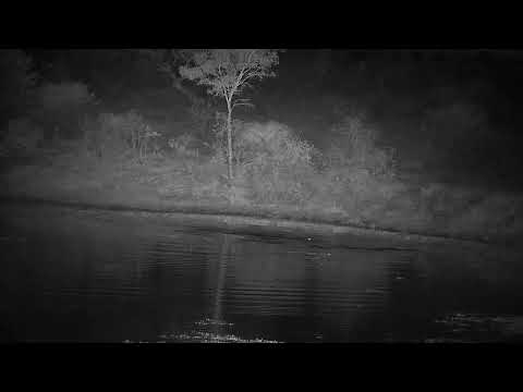 Djuma: Three Hippos returning to the dam - 23:29 - 07/14/2022