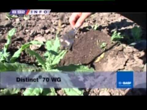 BASF interventna - suzbijanje korova u kukuruzu