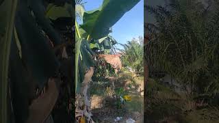 Download lagu suasana kampung saya mp3