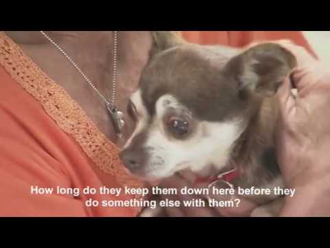 Red Star Animal Emergency Response