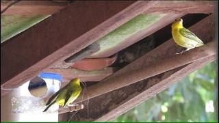 canário da terra vigiando a casa e de olho no pardal