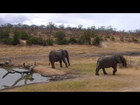 Djuma: Breeding herd of elephants - 11:57 - 07/20/18