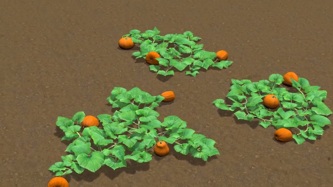 Pumpkin plantation 3D Model