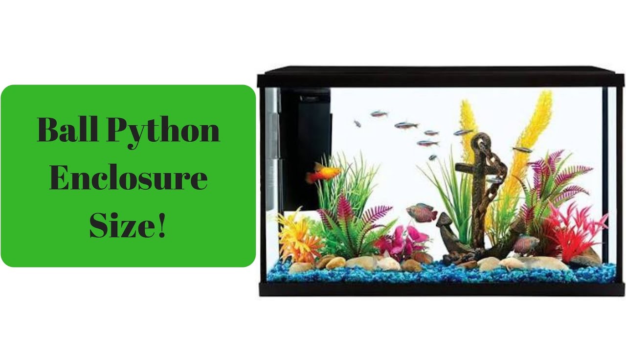 Ball Python Enclosure Size - Ball Python Enclosure Setup