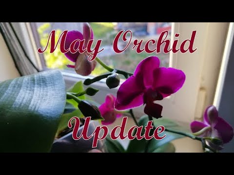 May Orchid Updates