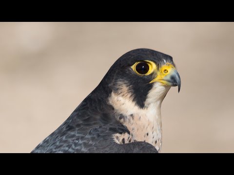 , title : 'Oiseaux de proie diurnes du Québec - Faucons'