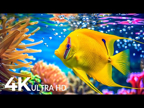 The Best 4K Aquarium for Relaxation 🐠 Relaxing Oceanscapes - Relaxing Sleep Meditation Music #16