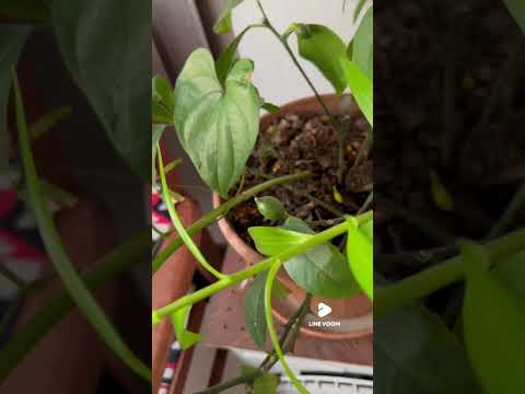 ナチュラルプライバシースクリーン - 覗き見を防ぐバルコニーの植物  庭園