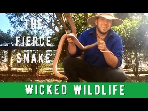 Deadliest Snake on Earth - The Inland Taipan