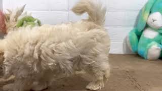 ハーフ犬の動画01