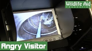 What's hiding in this chimney?